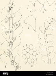 Attēlu rezultāti vaicājumam “Calypogeia sphagnicola”