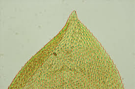 Attēlu rezultāti vaicājumam “Pterigynandrum filiforme”