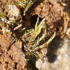 Attēlu rezultāti vaicājumam “Pohlia bulbifera”