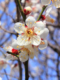 Attēlu rezultāti vaicājumam “Prunus (plum-tree)”