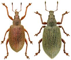 Attēlu rezultāti vaicājumam “Polydrusus mollis”