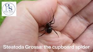 Attēlu rezultāti vaicājumam “Steatoda grossa”