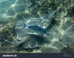 Image result for Himantura uarnak