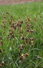 Attēlu rezultāti vaicājumam “Luzula campestris”