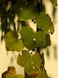 Attēlu rezultāti vaicājumam “Menispermum dauricum fruit”