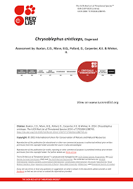 Image result for Chrysoblephus cristiceps
