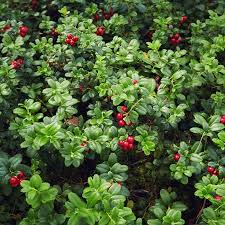 Attēlu rezultāti vaicājumam “Arctostaphylos uva-ursi fruit”