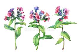 Image result for Lungenkraut