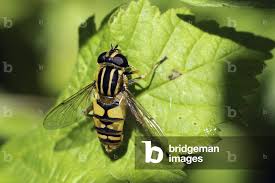 Attēlu rezultāti vaicājumam “Helophilus pendulus”