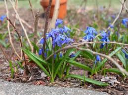 Attēlu rezultāti vaicājumam “Scilla siberica”
