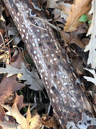 Attēlu rezultāti vaicājumam “Biscogniauxia marginata”