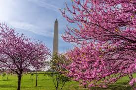 Image result for "cherry blossom" washington