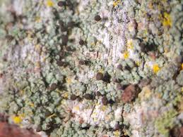 Attēlu rezultāti vaicājumam “Chaenotheca trichialis”