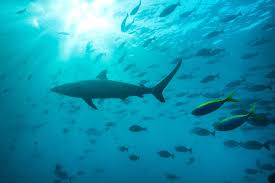 Image result for Carcharhinus brevipinna