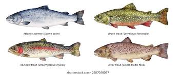Image result for Salvelinus faroensis