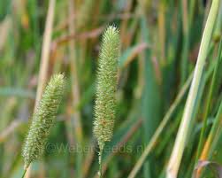 Attēlu rezultāti vaicājumam “Phleum pratense”