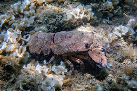 Image result for Scyllarides latus