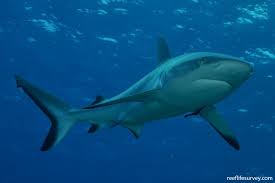 Image result for Carcharhinus amblyrhynchos