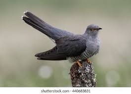 Attēlu rezultāti vaicājumam “Cuculus canorus adult”