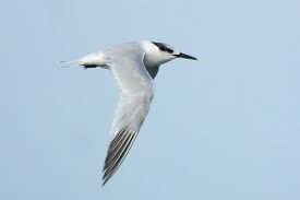 Attēlu rezultāti vaicājumam “Sterna sandvicensis adult”