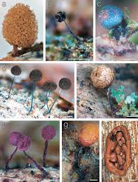 Attēlu rezultāti vaicājumam “Licea chelonoides spores”