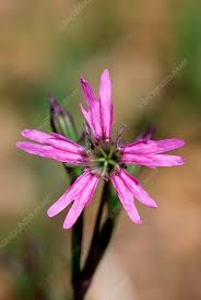 Attēlu rezultāti vaicājumam “Lychnis flos-cuculi”