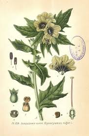 Image result for bilsenkraut