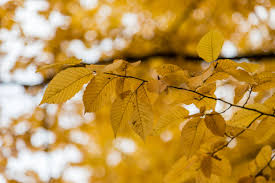 Attēlu rezultāti vaicājumam “Carpinus betulus leaf”
