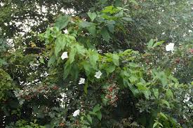 Attēlu rezultāti vaicājumam “Calystegia sepium fruit”