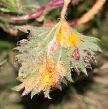 Attēlu rezultāti vaicājumam “Puccinia urticata”