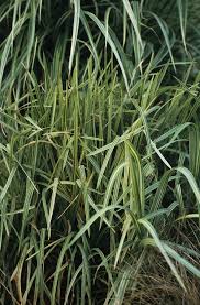 Attēlu rezultāti vaicājumam “Glyceria maxima”