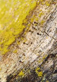 Attēlu rezultāti vaicājumam “Calicium salicinum”