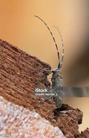 Attēlu rezultāti vaicājumam “Monochamus sutor”