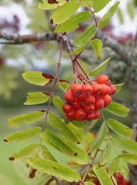 Attēlu rezultāti vaicājumam “Sorbus aucuparia fruit”