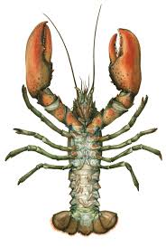 Image result for Homarus gammarus