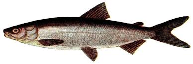 Image result for Coregonus lavaretus