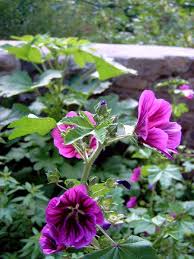 Image result for Malve