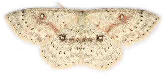 Attēlu rezultāti vaicājumam “Cyclophora albipunctata”