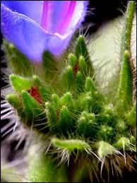 Attēlu rezultāti vaicājumam “Echium vulgare bud”