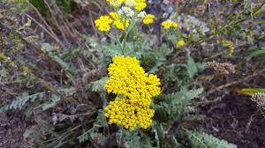 Image result for Achillea filipendulina