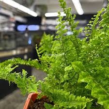 Image result for НЕФРОЛЕПИС (Nephrolepis