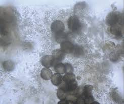 Attēlu rezultāti vaicājumam “Collaria arcyrionema stalked”