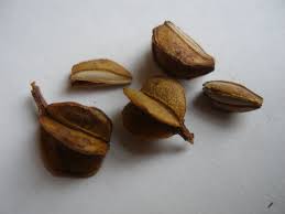 Attēlu rezultāti vaicājumam “Exochorda giraldii var. wilsonii”