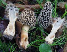 Attēlu rezultāti vaicājumam “Morchella sp.”