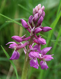 Attēlu rezultāti vaicājumam “Orchis mascula flower”