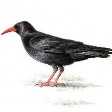 Image result for Pyrrhocorax pyrrhocorax