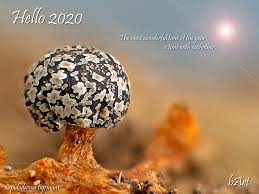 Attēlu rezultāti vaicājumam “Diderma tigrinum”