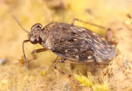 Attēlu rezultāti vaicājumam “Saldula saltatoria”