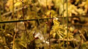 Attēlu rezultāti vaicājumam “Utricularia minor bud”