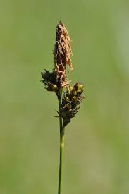 Attēlu rezultāti vaicājumam “Carex caryophyllea leaf”